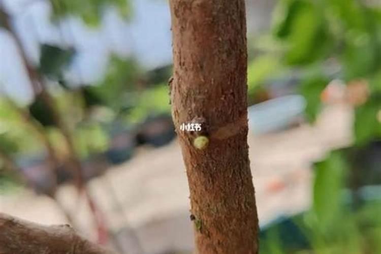 槟榔种植在香蕉地会降地产量吗？