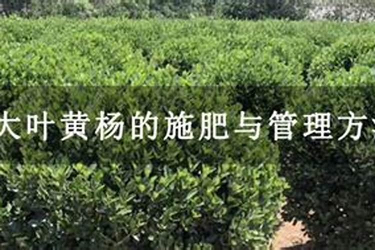 小叶赤楠的叶子干枯了,该如何挽救呢