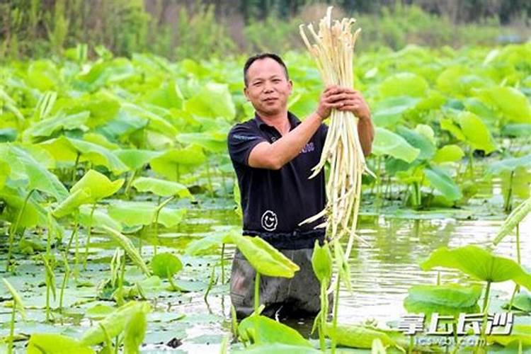 香水莲花种植方法是什么？