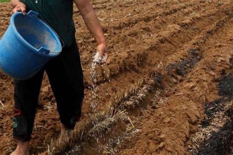 为什么豆类植物不需要施氮肥