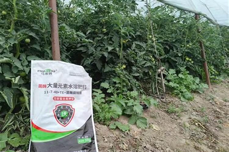 盐碱地如何种植大豆和玉米
