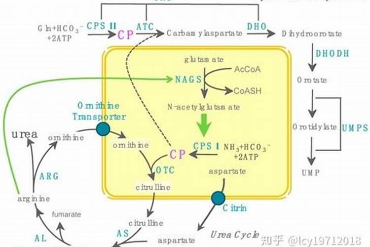 过磷酸钙跟什么肥一起用甜瓜再好
