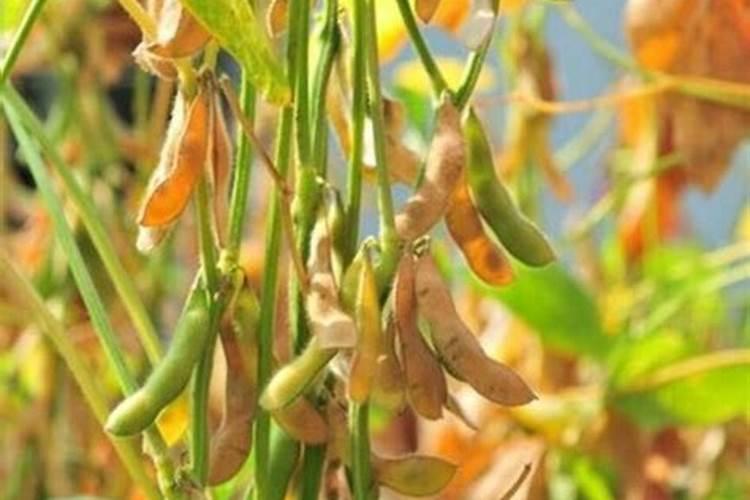 黄豆施肥的正确方法