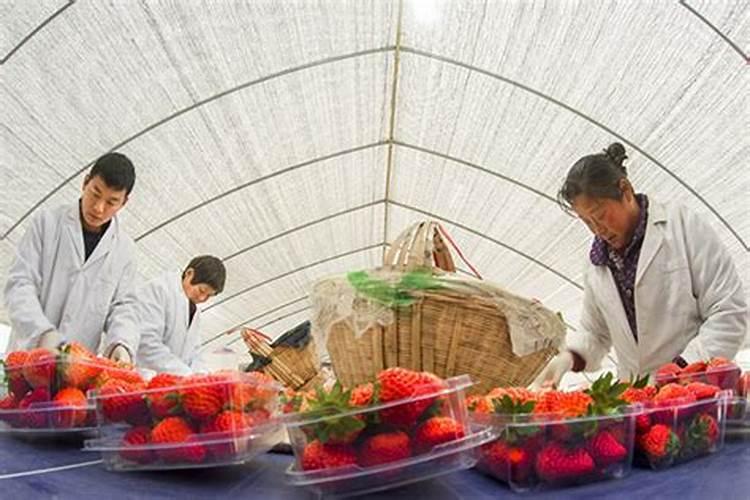 蔬菜·草莓·西甜瓜专用肥配方与施肥目录