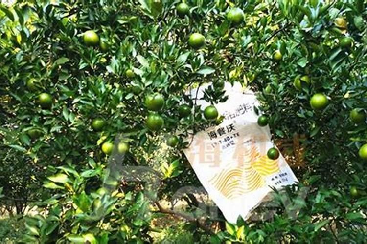 国内比较好水溶肥厂家有哪些