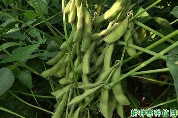 种植大豆需要上多少肥都上什么肥