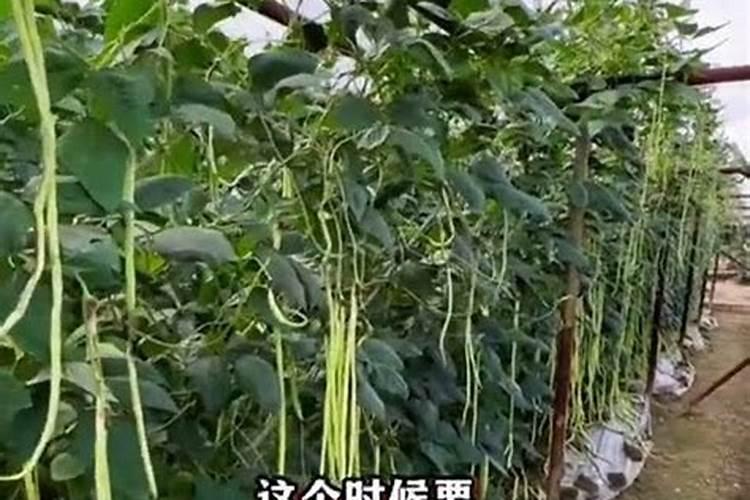 下雨后金银花施肥还需要浇水吗？
