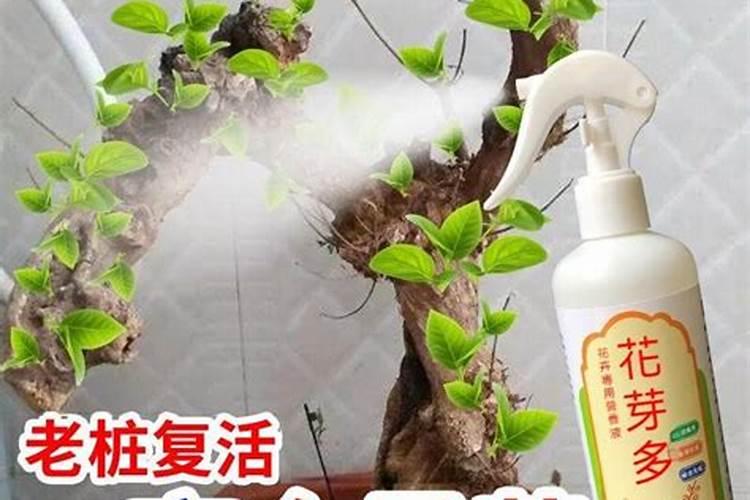 兰花喷什么叶面肥最好