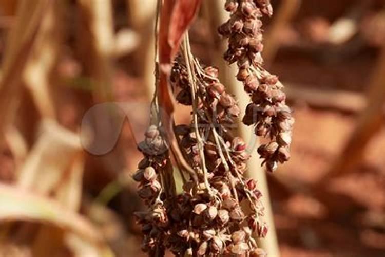 想种植高粱出售,让高粱提高产量的种植方法有哪些？