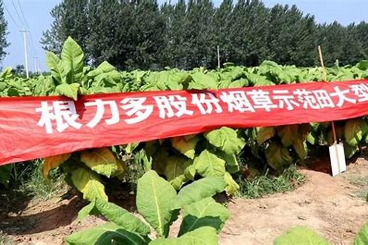 西瓜什么时候施肥？如何提高西瓜的产量？