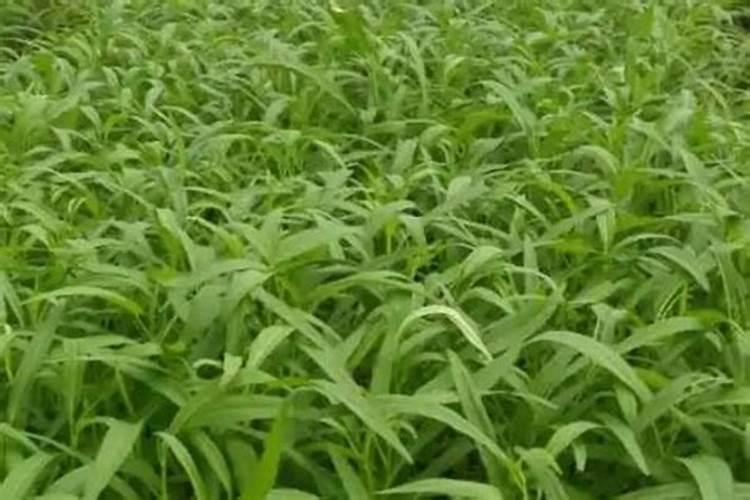 空心菜多久施一次肥 需要什么肥料