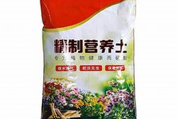 刺槐如何养护