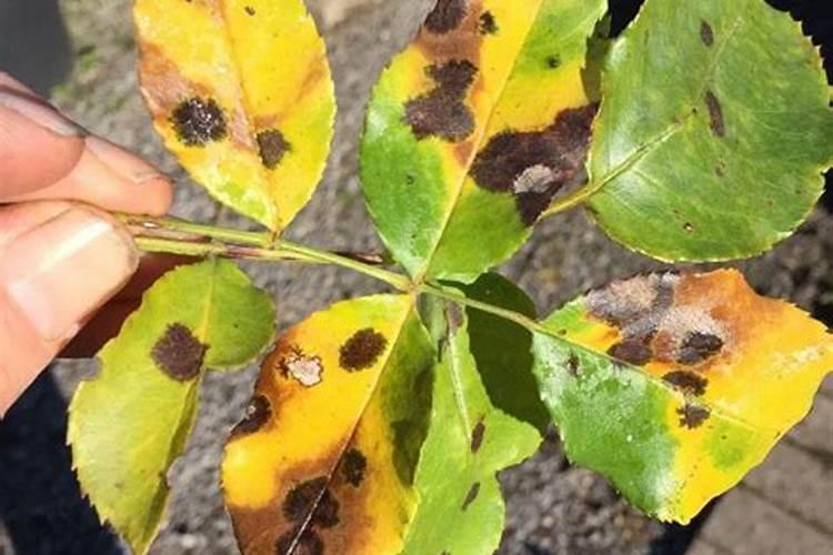 多菌灵可以用蟹爪兰浇水吗？