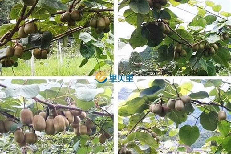 猕猴桃打农药农药打重了叶子掉了怎么挽救
