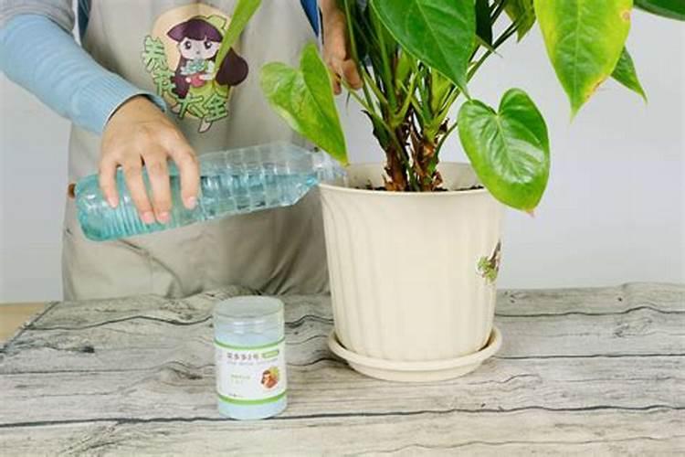 红掌用什么肥料好？红掌施肥注意事项