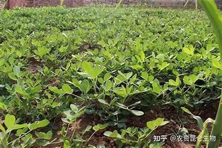 荔枝一旦爆花应该怎样妥善处理