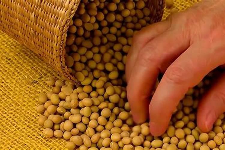 煮熟的黄豆能直接埋在土中当肥料吗？