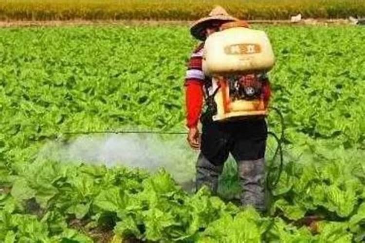 魔芋专用有机肥的批发价格