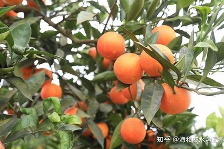 膨果肥用什么肥最好