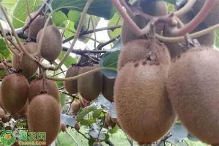 猕猴桃花前需要打药吗？