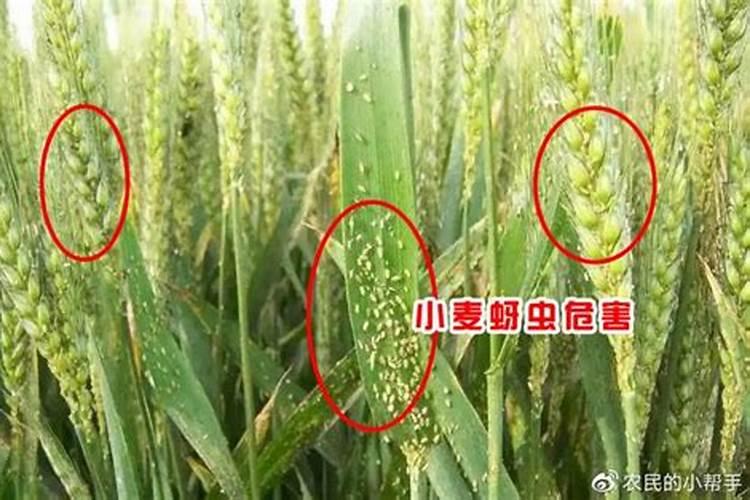 水稻一般施几次肥