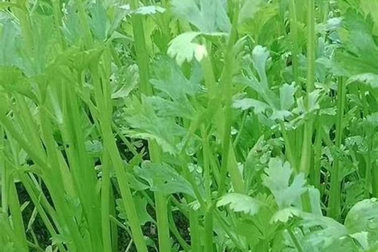 怎样种植芹菜