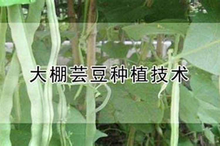 云豆生菜黄瓜韭菜苦菊南瓜 蔬菜施牛,马粪肥可以吗？