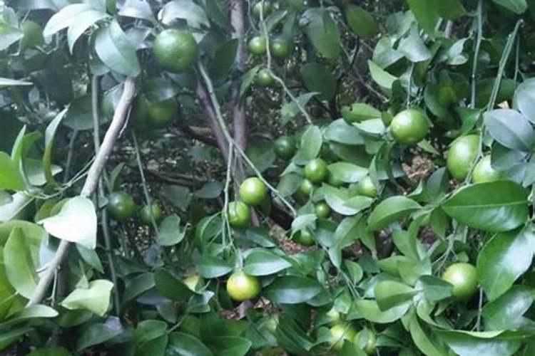 砂糖橘的养护方法