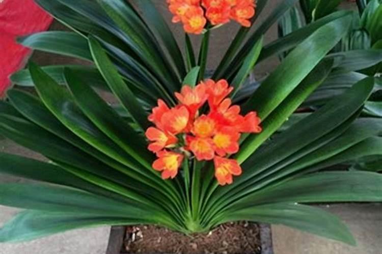植物大战僵尸2世界解锁顺序