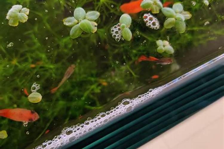 冬季花椒树怎么修剪(花椒树秋冬修剪与管理方法)