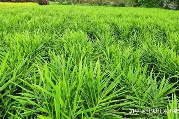 生姜后期需要什么肥料,一年可以种几次