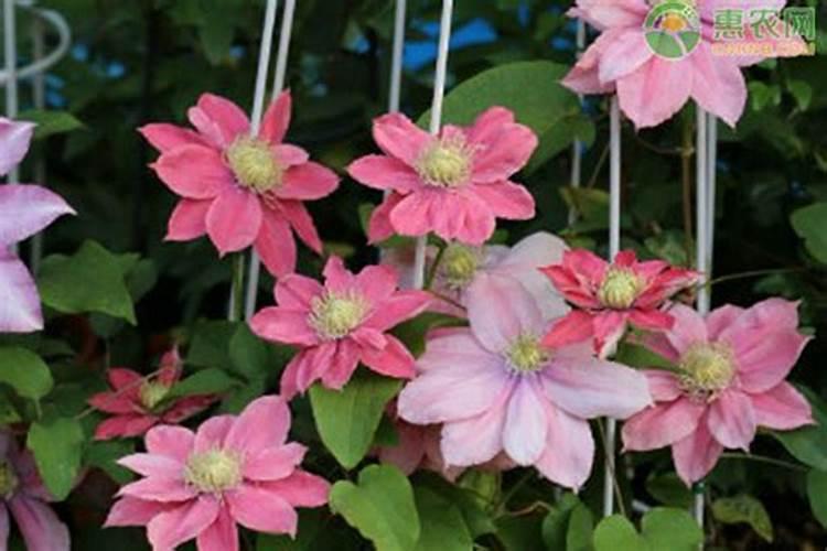 家庭养花用什么肥