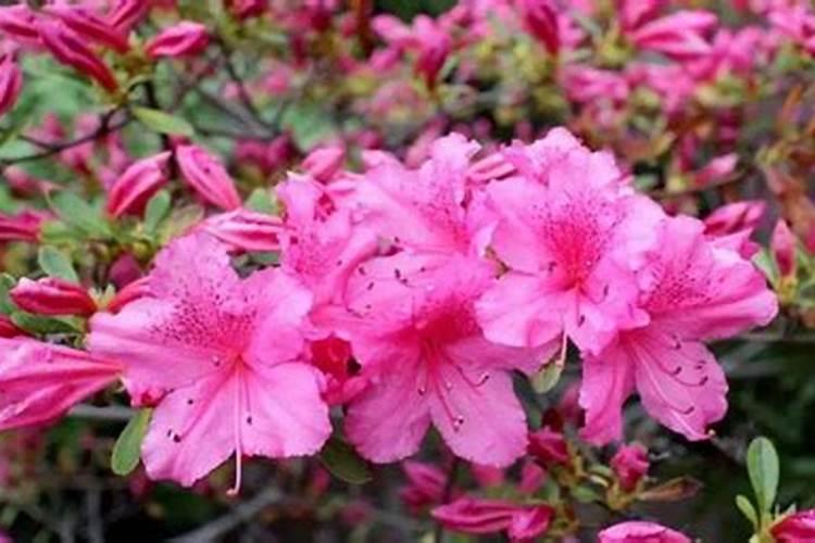 杜鹃花怎么施肥,杜鹃花施肥方法与养护技巧
