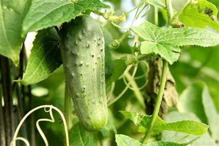 黄瓜开花期用什么肥料