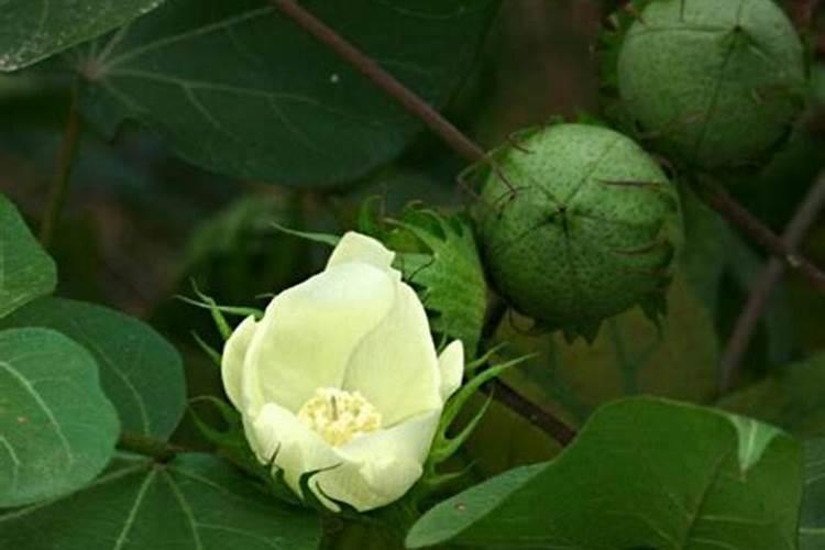 棉花缺素症缺钼症