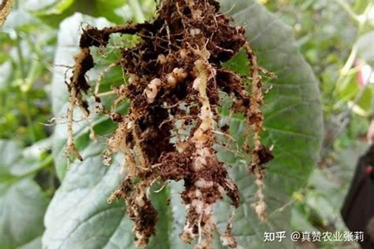 抗病虫害用什么肥