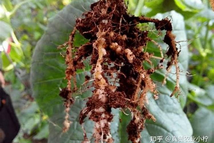 大豆孢囊线虫该怎么样去处理？可以喷洒药物吗？