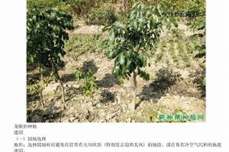 龙眼树施什么肥长得快