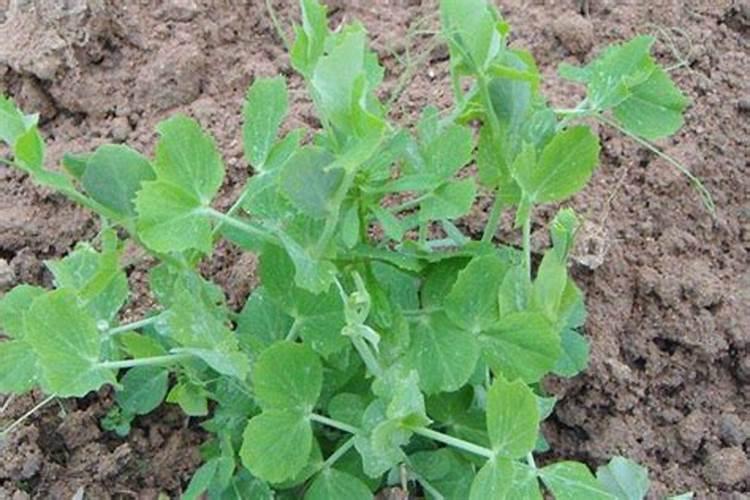 豌豆高产种植技术 豌豆怎么施肥