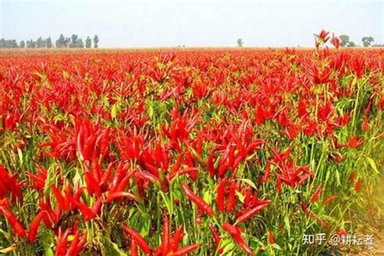 让辣椒高产的追肥建议,种辣椒用叶面肥哪个好