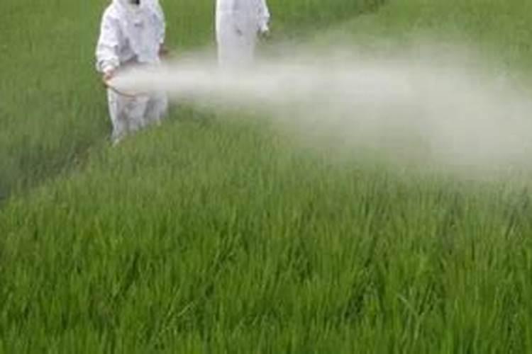 1斤水溶肥兑多少水