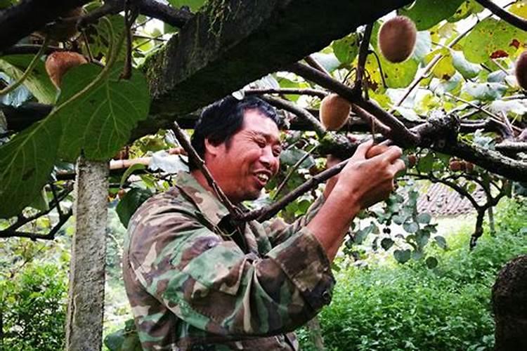 猕猴桃施肥的最佳时间 猕猴桃什么时候施肥