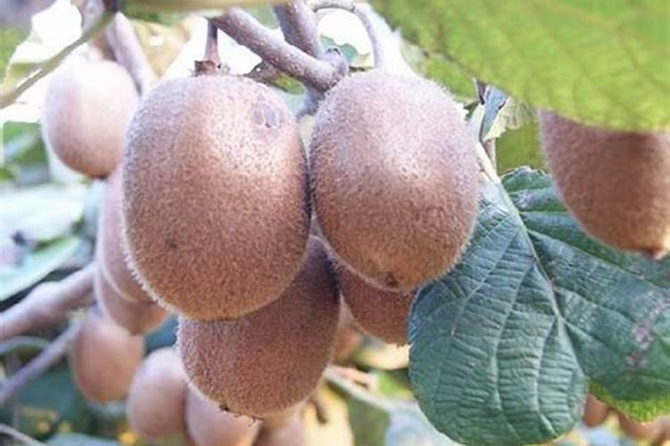 弥猴桃施肥时间和方法 猕猴桃如何施肥