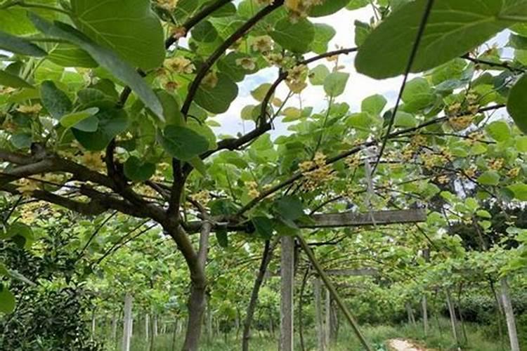 猕猴桃施肥的最佳时间 猕猴桃什么时候施肥