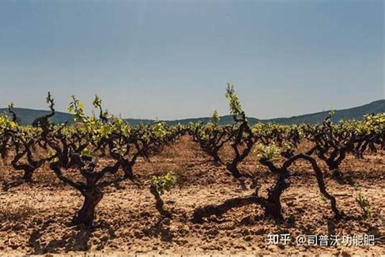 生根水、活力素和复活液都是什么？如何正确使用？