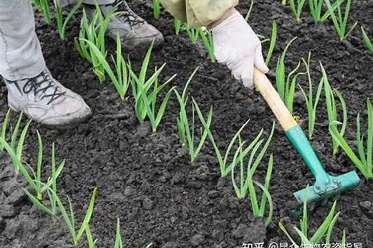 种大蒜底肥上什么肥料好