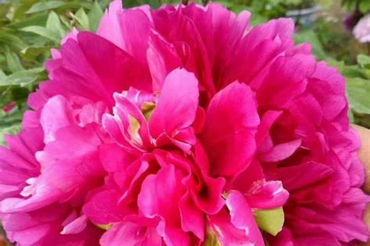 牡丹花喂什么肥开花更鲜艳