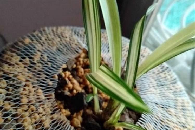 怎样去种兰花