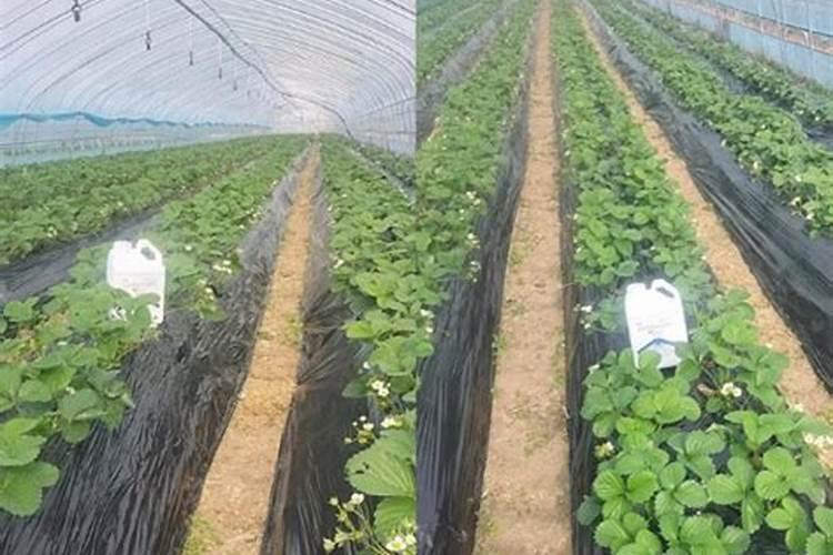草莓需要哪种肥料