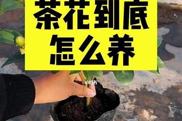茶花施什么肥最好 茶花施哪种肥最好